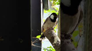 White eared bulbul  aviary birds [upl. by Notnilk]