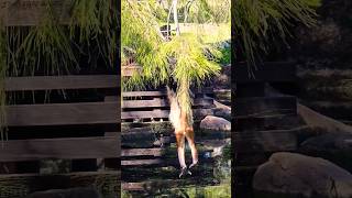 Hanging around  Taronga Western Plains Zoo Dubbo Black tailed Spider Monkeys [upl. by Asinla]