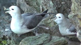 Fulmar at North Cliffs in Cornwall  Bird [upl. by Lemrahs]