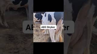 ABS Stryker bull ♉ 🐂 result abs [upl. by Cleasta]