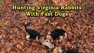 The Exciting Hunt Beagles vs Rabbits in Thick Cover  2024 Season [upl. by Jay934]