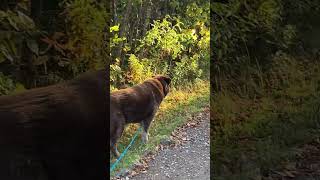 Brown Husky Mix Enjoys Nice Autumn Evening Walk in the Hills fallcolors autumncolors [upl. by Acemat536]