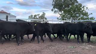 Mopoke Cattle Co 50 NSM Heifers and calves 1 [upl. by Tarrah]