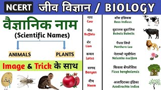 वैज्ञानिक नाम  Scientific name of animals and plants  scientific name trick Biology Study vines [upl. by German23]