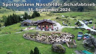 Sportgastein Nassfelder Schafabtrieb 11092024 [upl. by Nawoj]