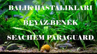 AKVARYUM BALIK HASTALIKLARI NELERDÄ°R BEYAZ BENEK VE TEDAVÄ°SÄ° NEDÄ°R SEACHEM PARAGUARD Ä°NCELEMESÄ° [upl. by Pietje]