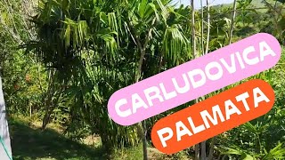 CARLUDOVICA PALMATA PALMEIRA BOMBONAÇA CHAPEU DO PANAMÁ CURIOSIDADES E CULTIVO [upl. by Bloem]