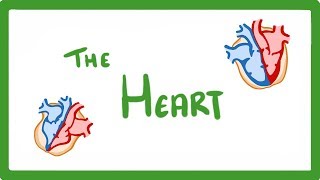 GCSE Biology  The Heart 23 [upl. by Dahsraf]