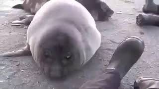 The real deal seal fart daily [upl. by Assirialc]