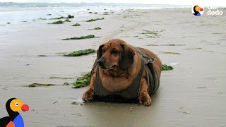 Obese Dachshund Loses 50 Pounds  OBIE  The Dodo [upl. by Eeralav]