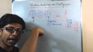 Histone acetylation and methylation [upl. by Eppesuig]