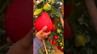 RED PAMELO FRUIT shorts fruit [upl. by Conard]