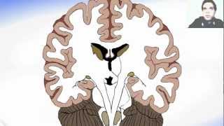 Coronal Section Of The Brain And Basal Ganglia [upl. by Dnomse]