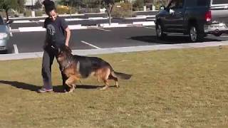 How to teach German Shepherds to heel enthusiastic for a BH title [upl. by Ednil174]