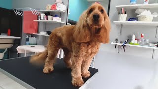 Lovely ❤ COCKER SPANIEL at Grooming Salon with butterfly on the head [upl. by Laurentium]