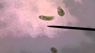 Living Euglena Gracilis Swimming Under Microscope [upl. by Imoan]