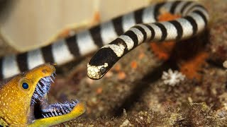 Yellowlipped Sea Kraits Is An Incredibly Venomous Snake That Devours MURENAS [upl. by Germaun346]