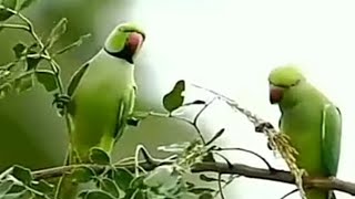 ringneck parrot poday par char kaya🥰🥰😂😂😍🤩❤️❤️subscribe viralvideo trendingvideo birdslover [upl. by Schmitz]