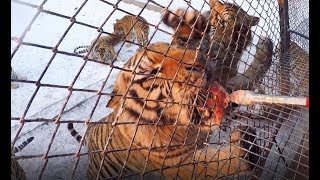 Feeding Siberian Tigers at Harbin Tiger Park China [upl. by Asaeret]