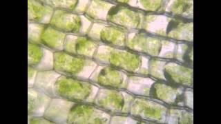 Osmosis in Elodea [upl. by Olinad106]