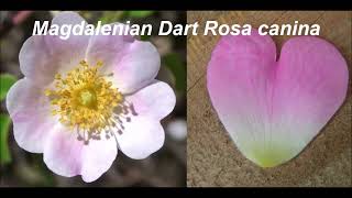 Magdalenian Dart Rosa canina [upl. by Arielle]