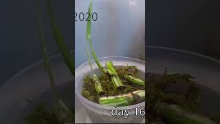 timelapse：variegated monstera easy propagation with stem node cutting [upl. by Sewoll297]