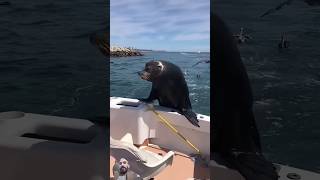 Wow amazing seal funny sealife seal sealions sealover sealking dolphin wildlife kitty anim [upl. by Adihaj912]