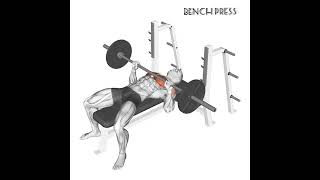 IPF Powerlifting HareketleriBenchsquatdeadlift [upl. by Tloc]