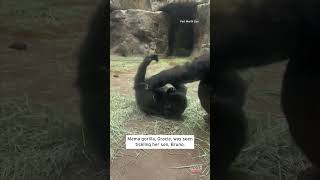 Mama Gorilla Tickles Baby Gorilla shorts [upl. by Adnohr84]