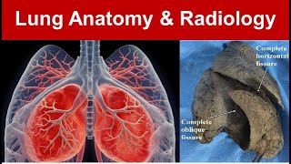 Lung Anatomy amp Radiology Gross Features Surfaces Borders and Azygous Lobe Part 1 TaimTalksMed [upl. by Labaw]