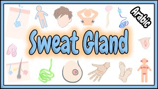 46 Sweat Gland  Skin Appendages  الغدة العرقية [upl. by Furey365]