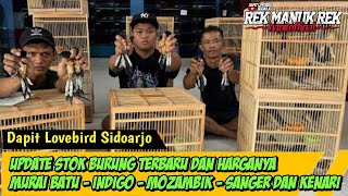 Update Stok Burung terbaru dan harganya  Murai batu  indigo  Mozambik  Sanger dan Kenari [upl. by Leugimsiul]