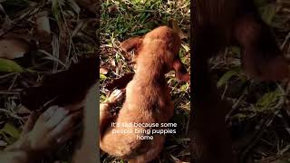 quotA Morning with Stray Pups Feeding and Caring for Themquot🐾🐶🦮🐕‍🦺 [upl. by Matazzoni]