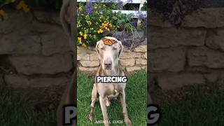 Introducing the weimaraner dog 🐕 a very cute pet breed weimaraner weimaranerpuppy [upl. by Alicea]