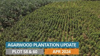 Agarwood Plantation Update Plot 58 60 May 2024 [upl. by Eimareg]