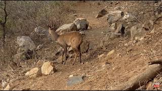 Handsome Cape Bushbuck At Oliphants River SA 8 2 2024 [upl. by Anwahsar441]