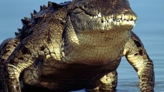 Crocodiles Caught On Tape [upl. by Irra301]