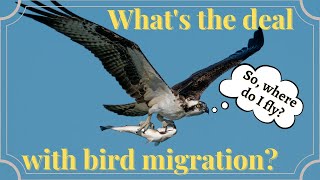 How do birds migrate  Bird Migration Facts [upl. by Idnib136]