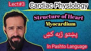 Le3 Physiology of Heart  Structure of heart  Layers of Heart  Structure of Myocardium [upl. by Quinlan159]