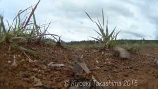 トノサマバッタ ジャンプ RX100Ⅳ＋魚露目8号 960fps [upl. by Rimahs]