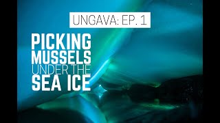 Picking Mussels Under The Sea Ice  Ungava Episode 1 [upl. by Yclehc]