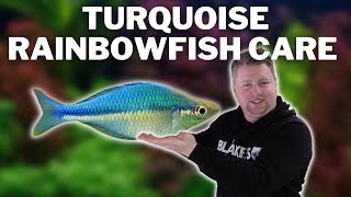 Turquoise Rainbowfish Care Guide  Caring for and Breeding the Lake Kutubu Rainbowfish [upl. by Kincaid449]