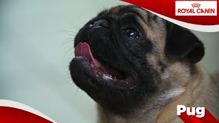 Mopshond Pug [upl. by Marv786]