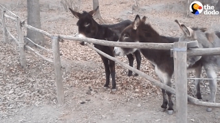 Hear Diesel the donkeys remarkable journey after going missing near Auburn [upl. by Orion]