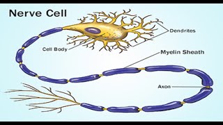 Two Minutes of Anatomy Myelin Sheath [upl. by Arber]