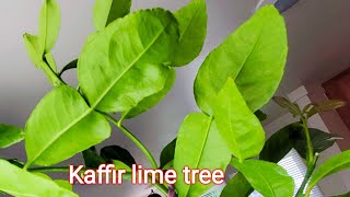 Ep24How to Plant Kaffir lime tree in pot [upl. by Cheston]