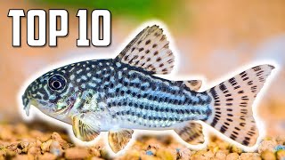 Top 10 Cory Catfish for Your Aquarium [upl. by Eittik739]