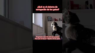 🚨 Bigotes de los Gatos Sistema de navegación natural en los gatos gatos bigotesdegato [upl. by Aihtak]