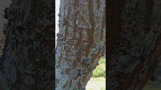 Shongweni Reserve view from behind the tree short travel nature tree [upl. by Aserahs]