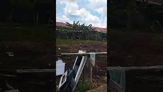 Trending dimana mana shorts shortvideo [upl. by Judsen816]